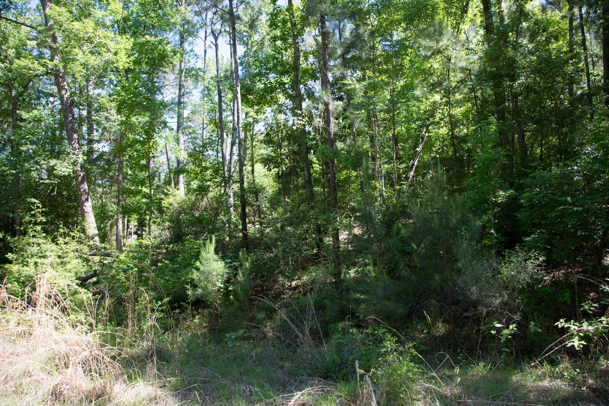 Rayburn Country Tract 283 photo 10