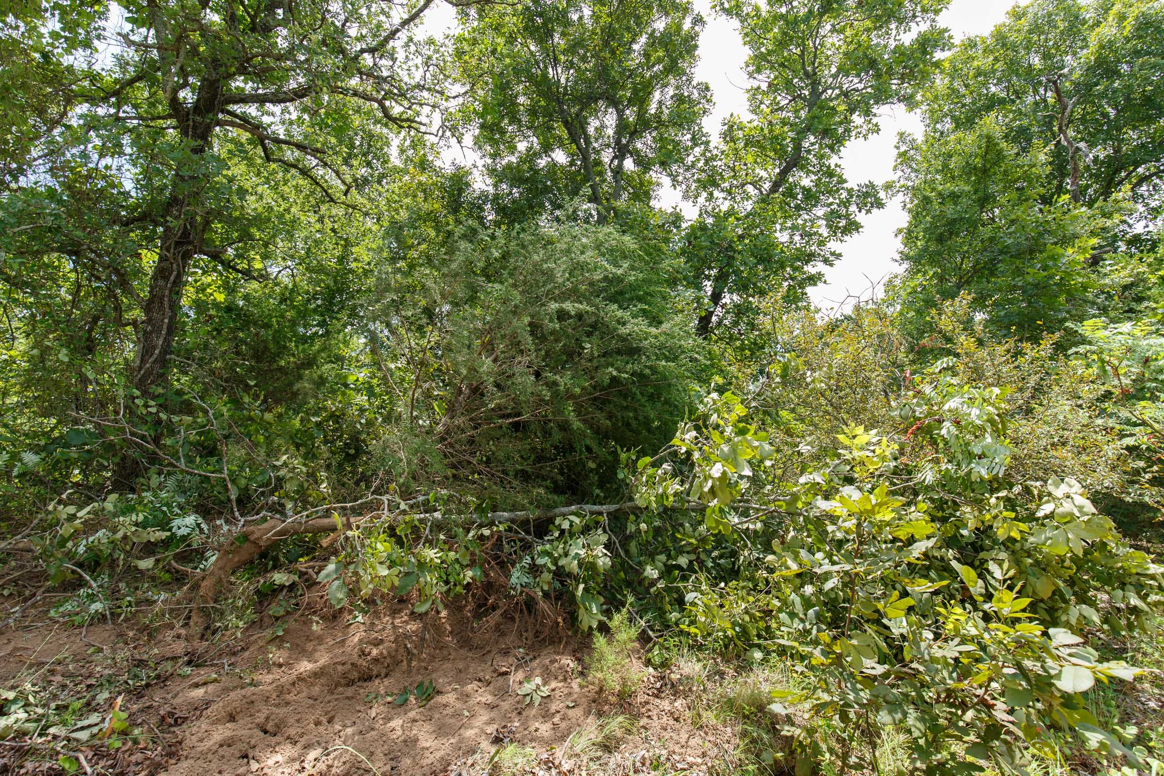 Timber Ridge Tract 15 photo 3