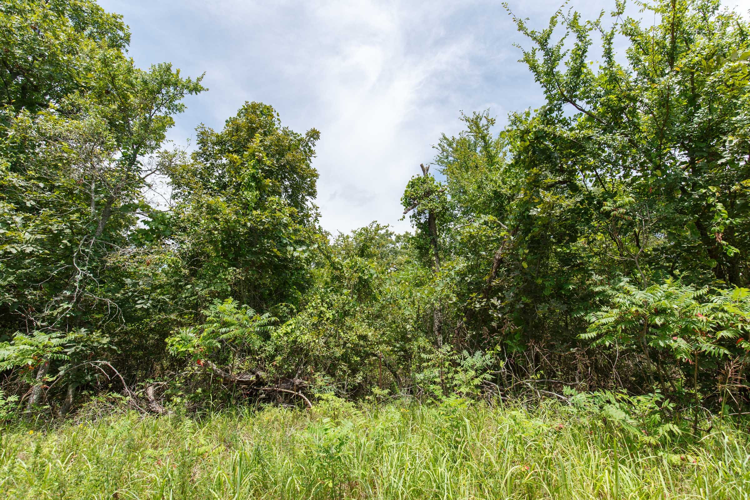 Timber Ridge Tract 15 photo 5
