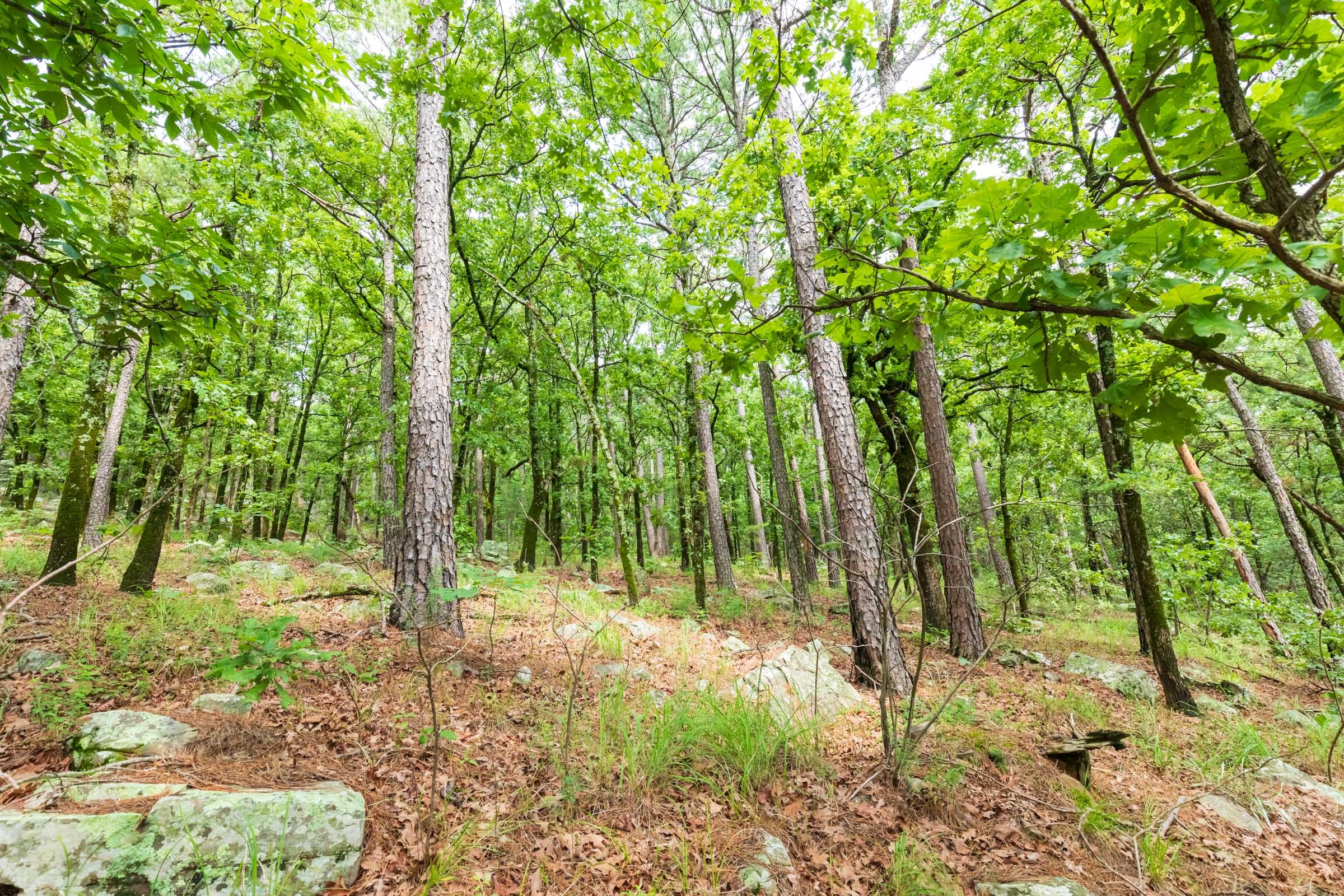 Stone Bridge Phase VI Tract 435 photo 10