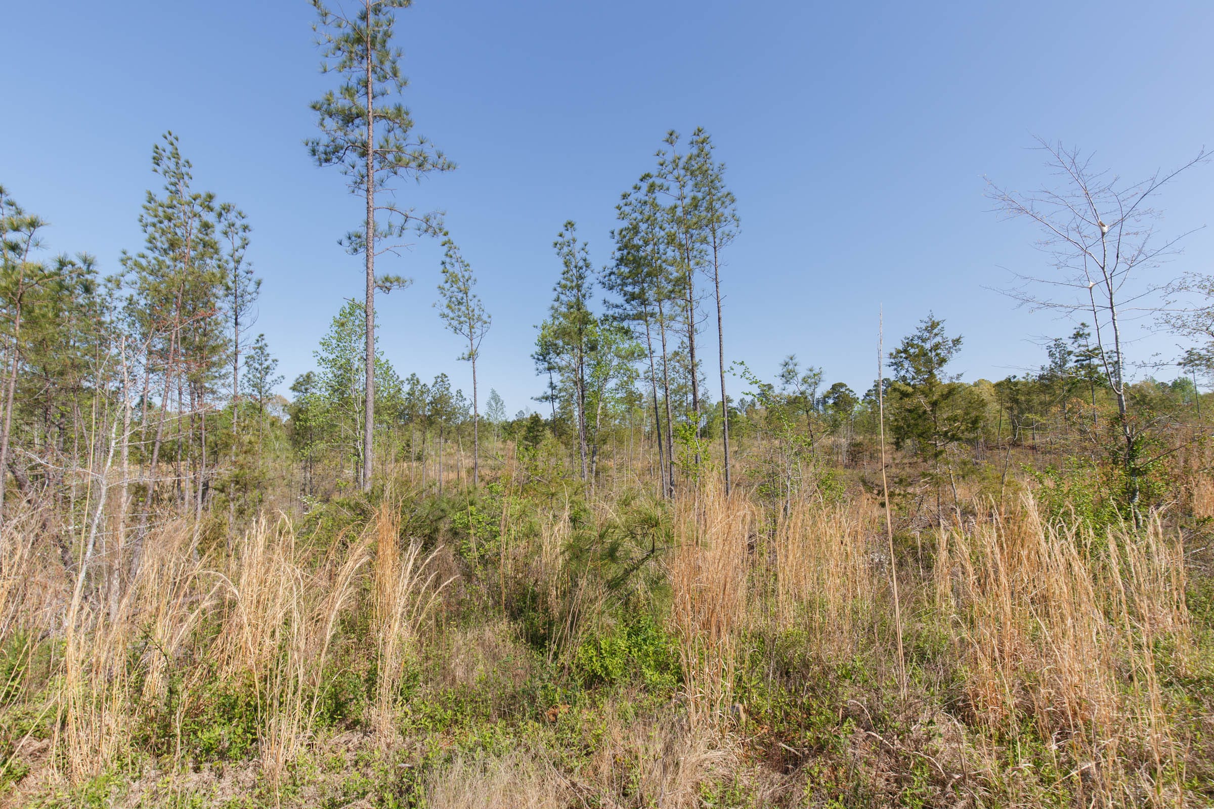 Twin Rivers Tract 1 photo 4
