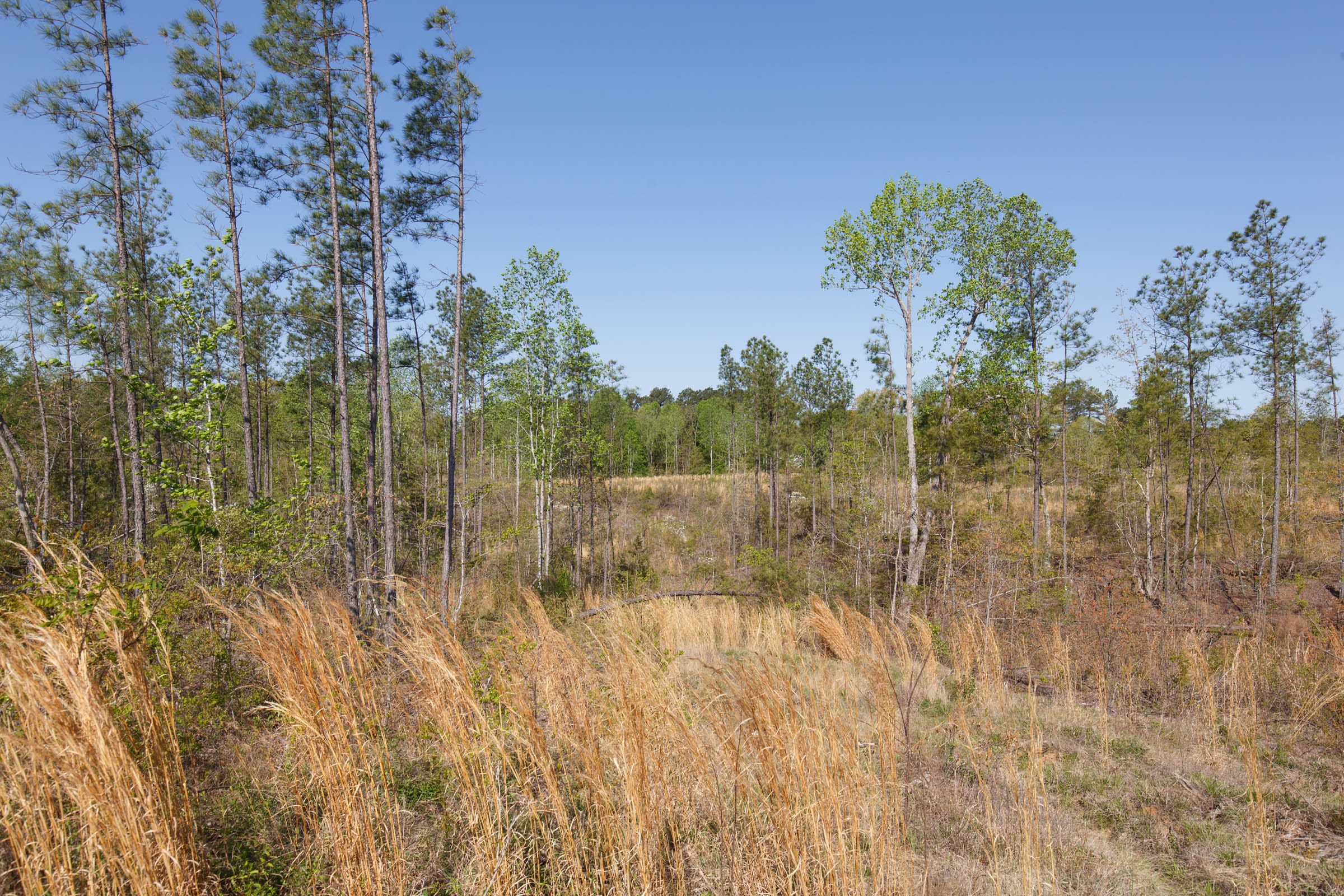 Twin Rivers Tract 1 photo 7