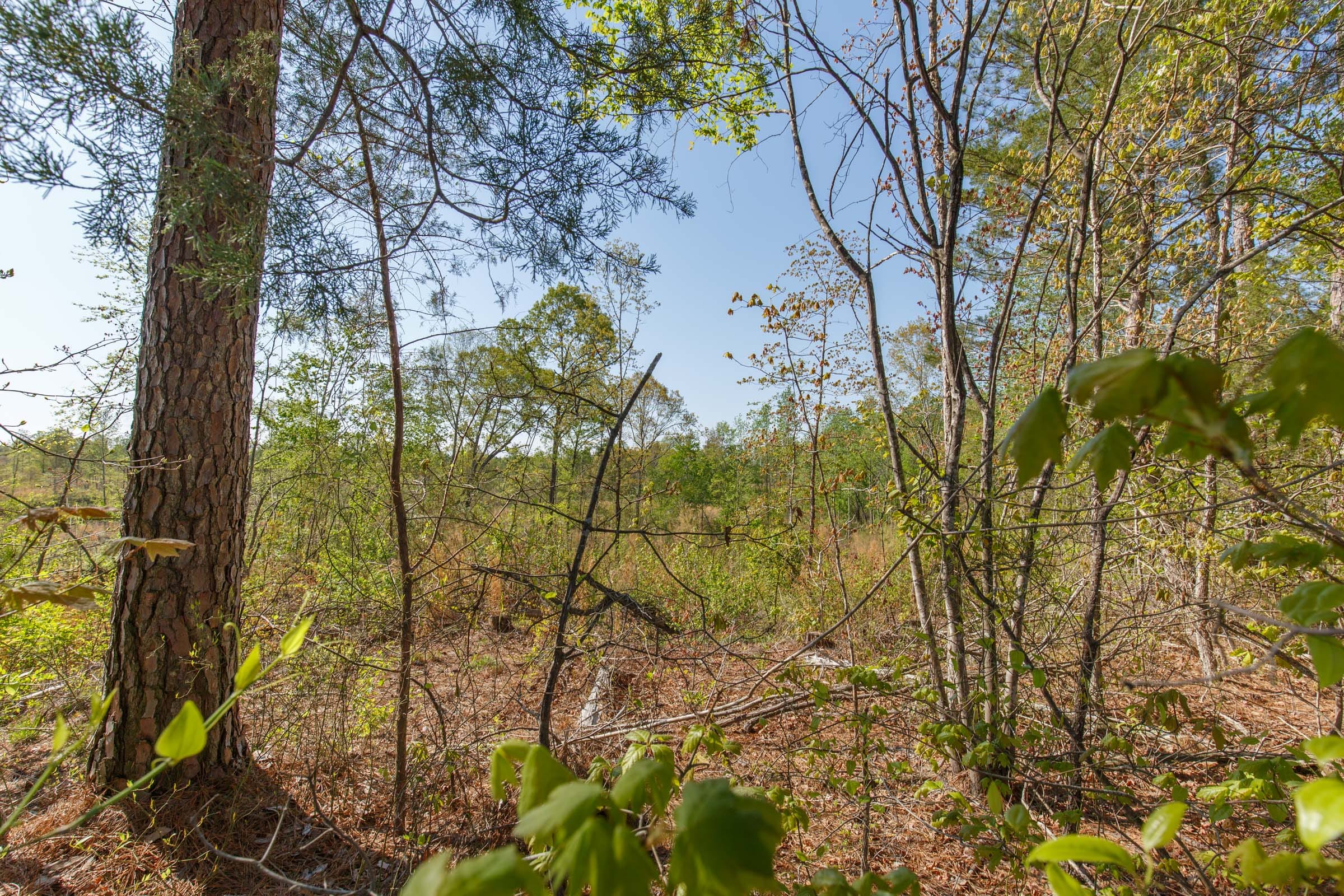 Twin Rivers Tract 1 photo 11