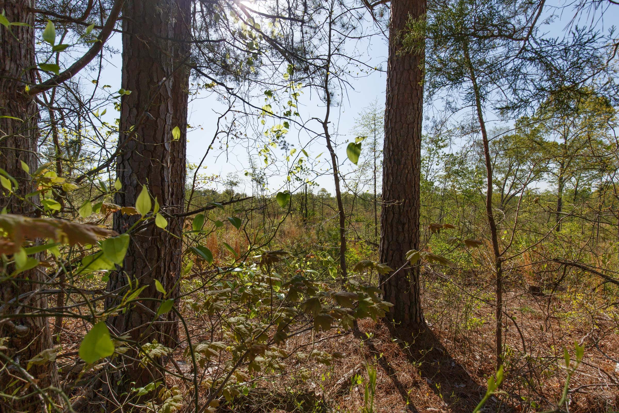 Twin Rivers Tract 1 photo 13