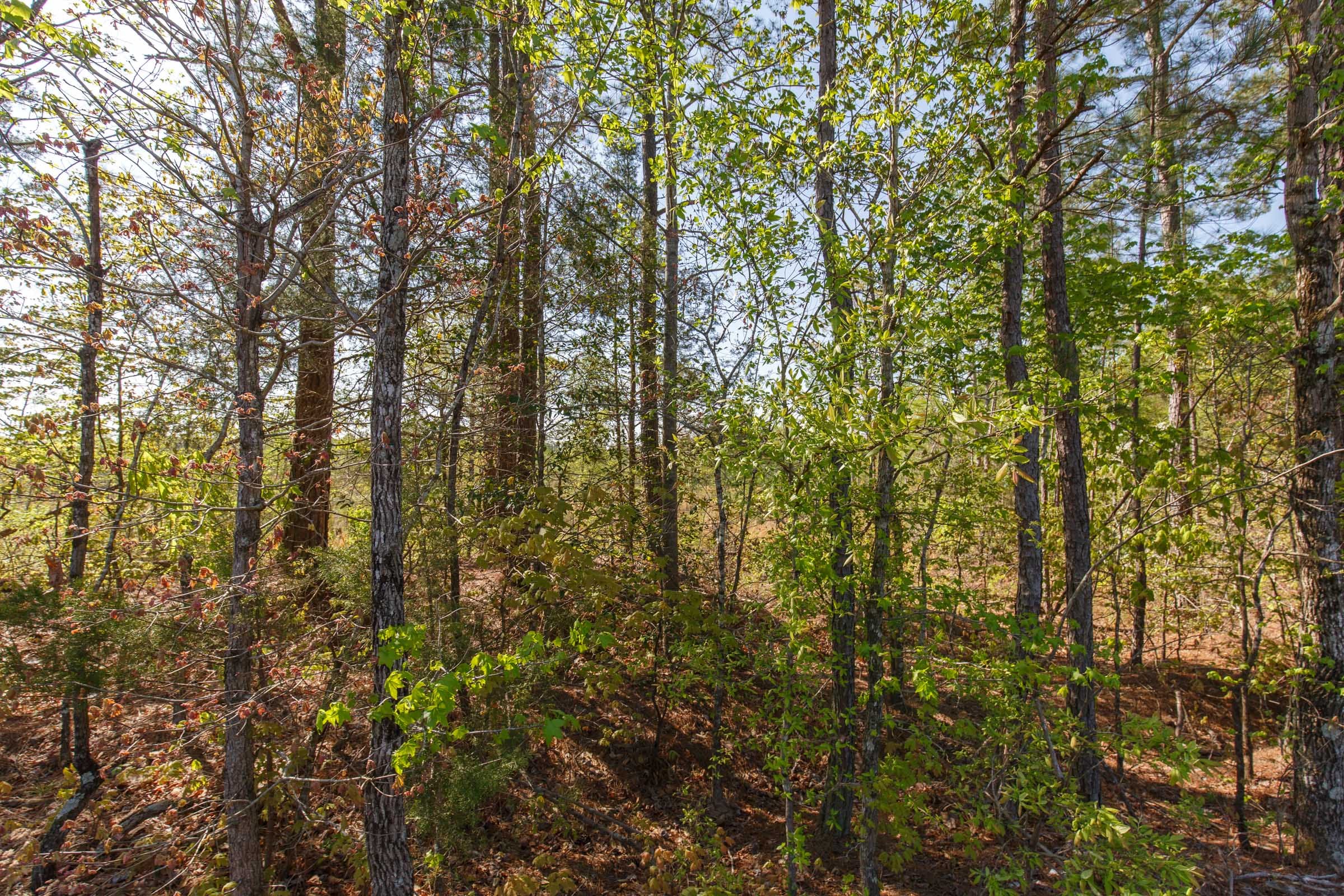 Twin Rivers Tract 1 photo 15