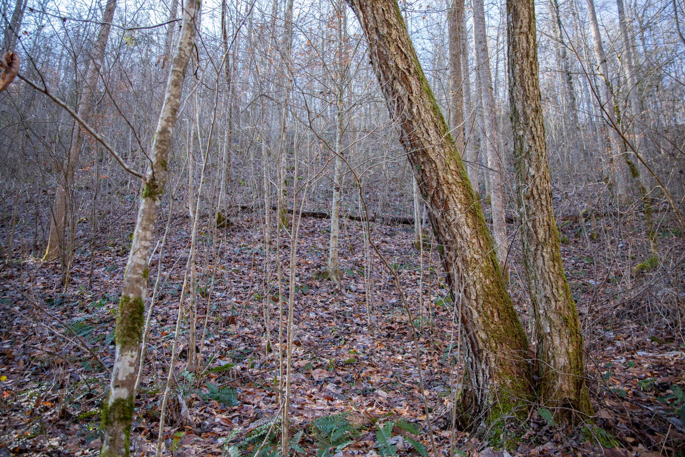 Blackstone Mountain Phase I Tract 8 photo 12