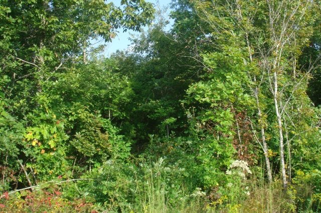 Sugartree Falls Tract 13 photo 2
