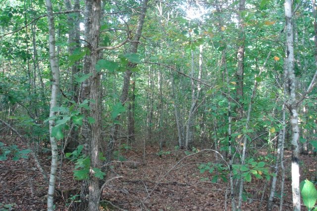 Sugartree Falls Tract 13 photo 3