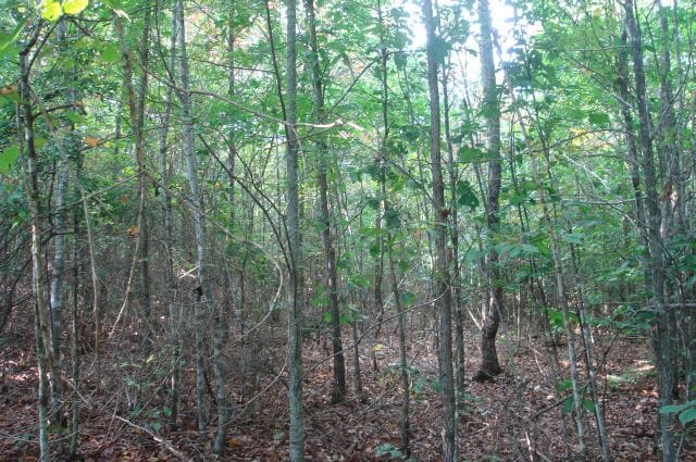 Sugartree Falls Tract 13 photo 4