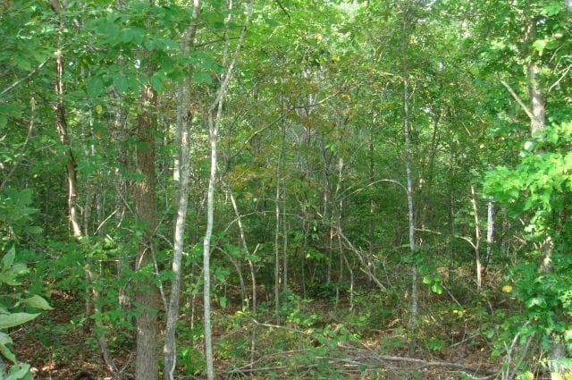 Sugartree Falls Tract 13 photo 5