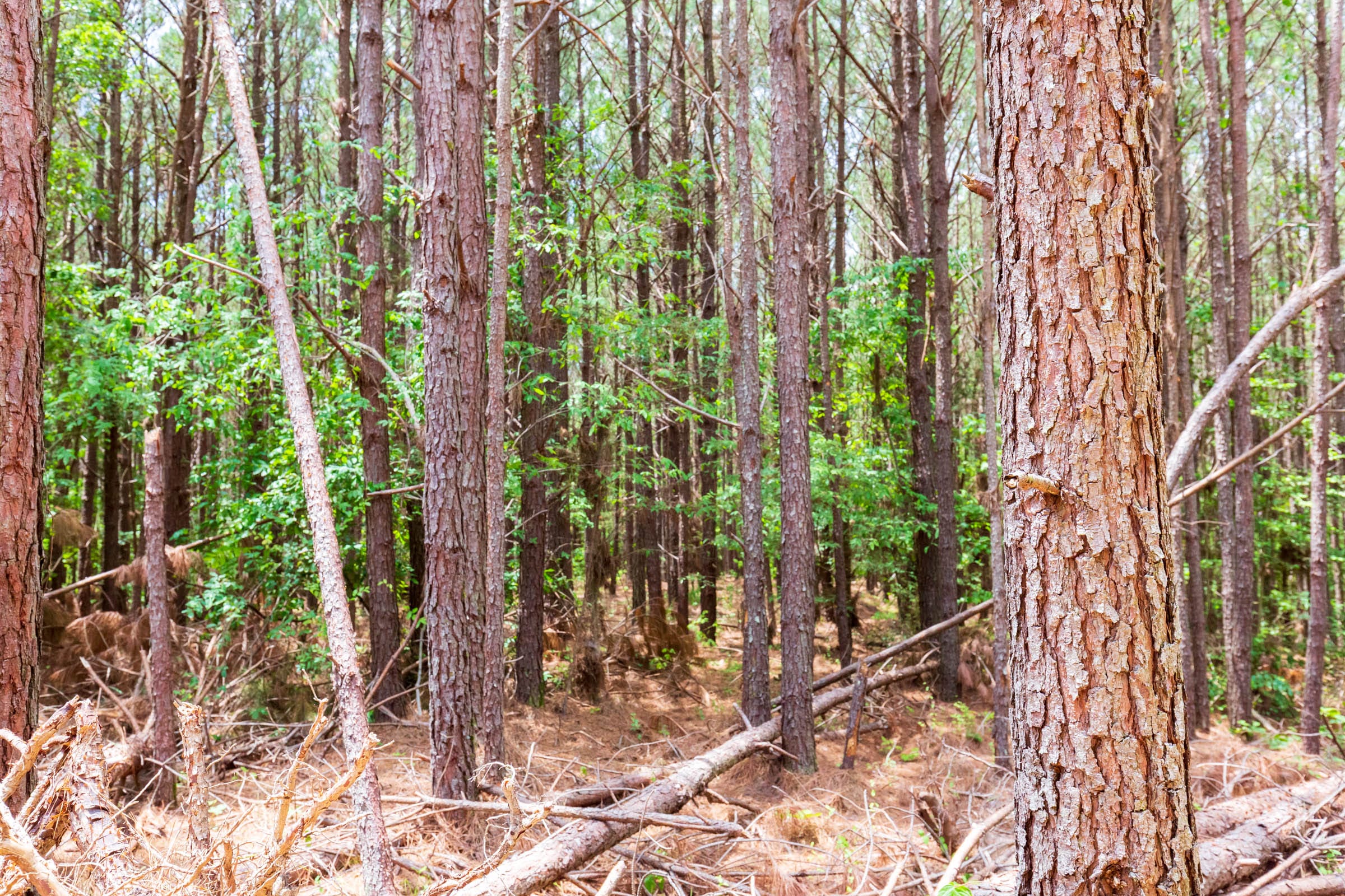 Whiskey Ridge Tract 100 photo 2