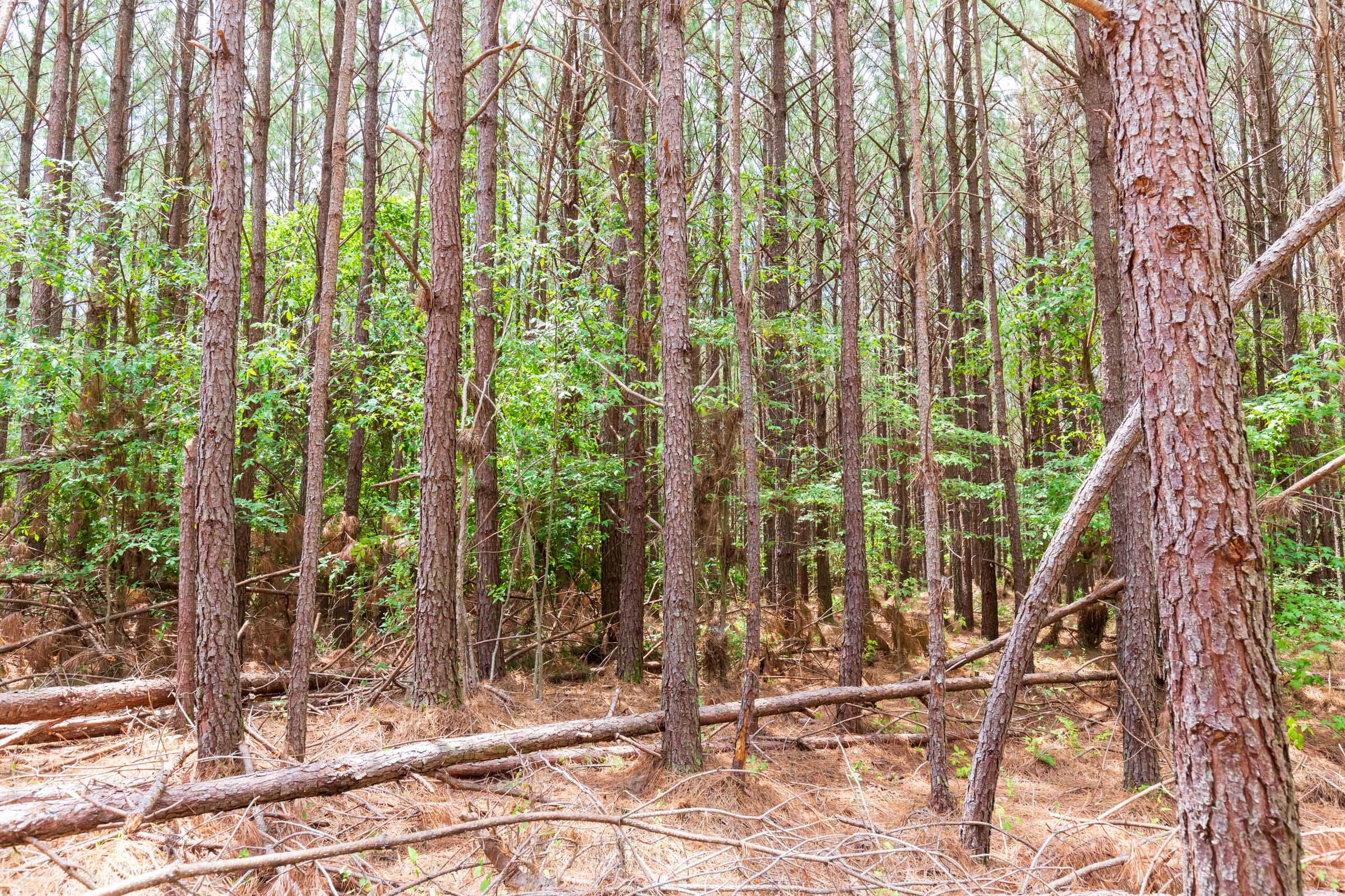 Whiskey Ridge Tract 100 photo 3