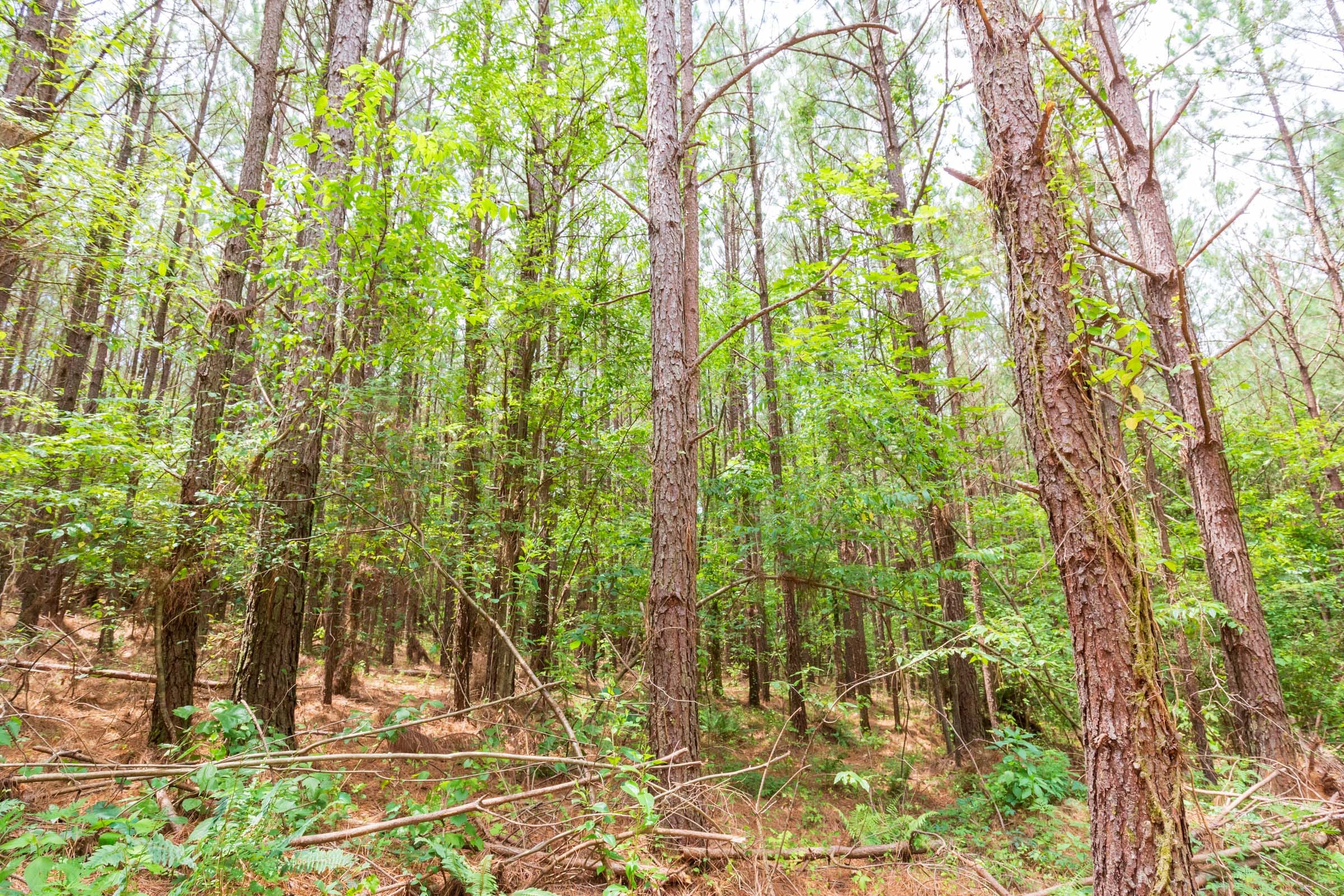 Whiskey Ridge Tract 100 photo 4