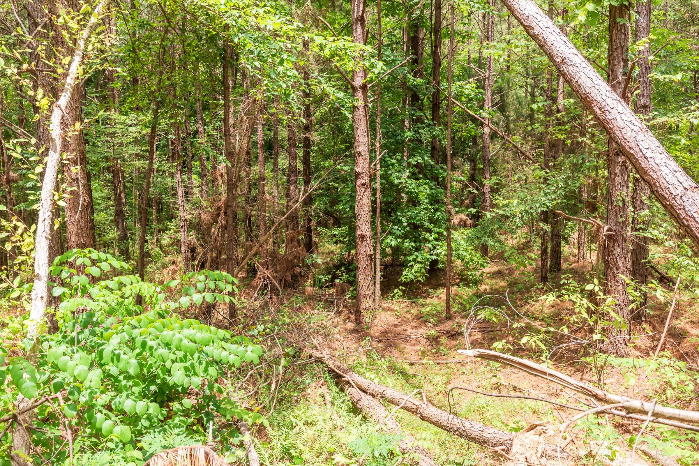 Whiskey Ridge Tract 100 photo 5