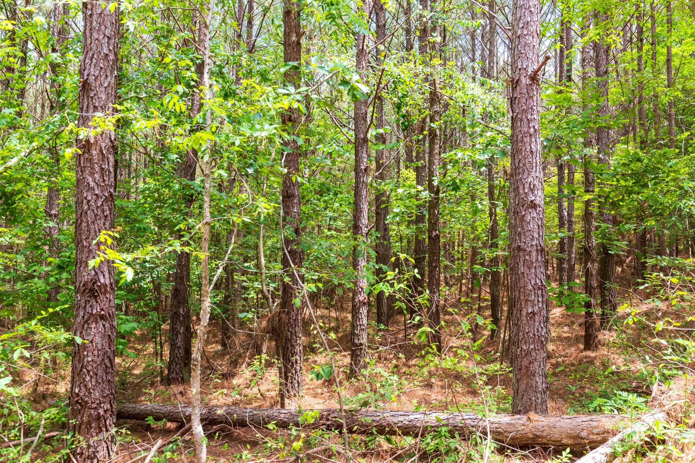 Whiskey Ridge Tract 100 photo 6