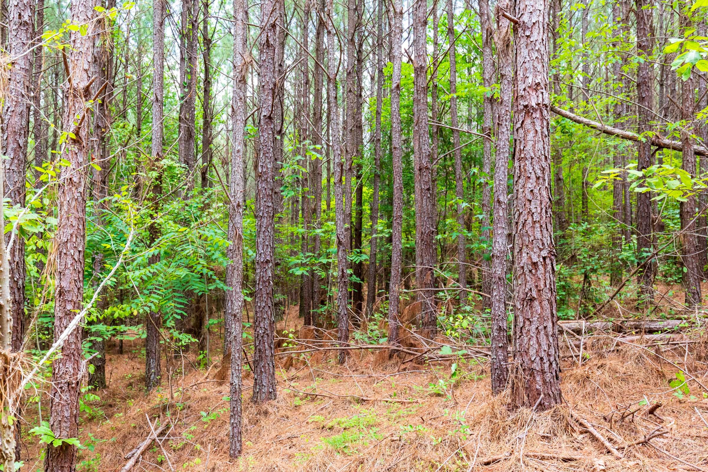 Whiskey Ridge Tract 100 photo 8