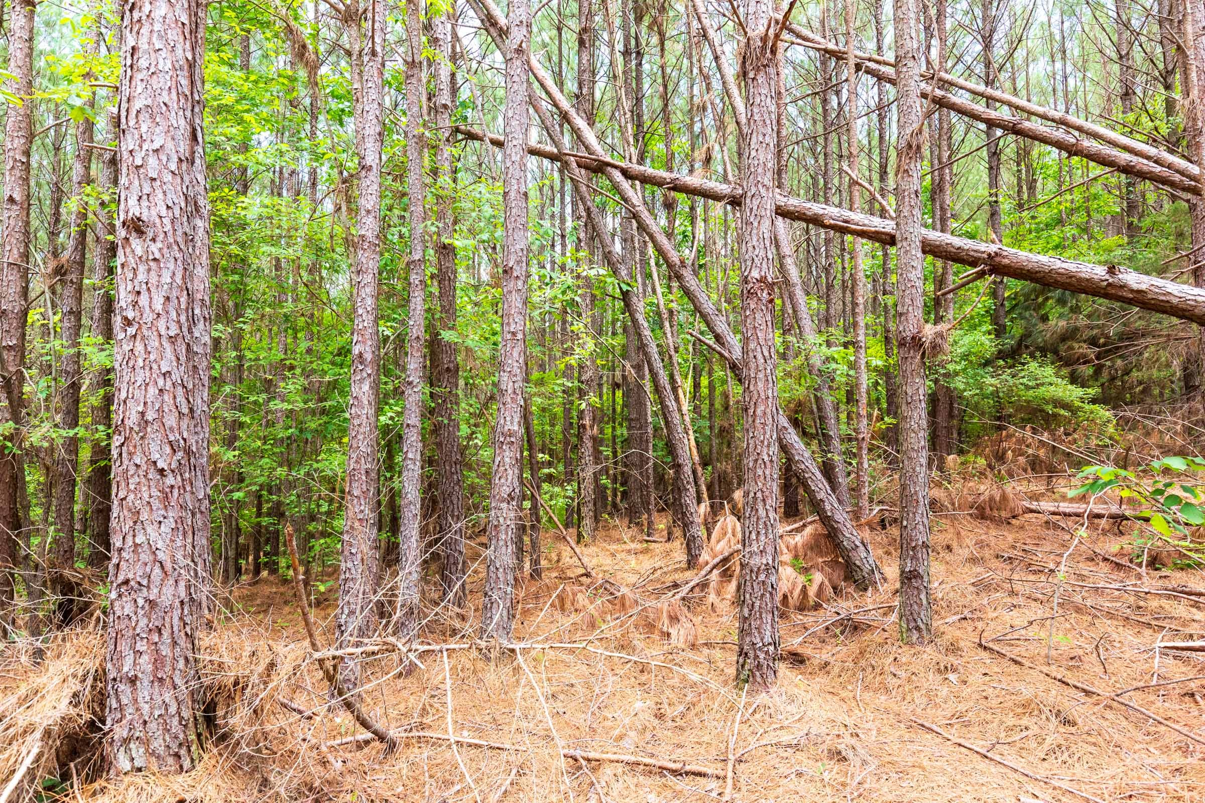 Whiskey Ridge Tract 100 photo 9