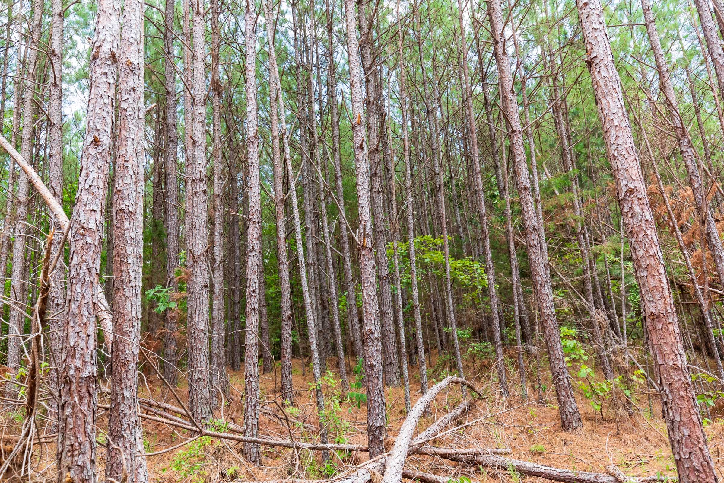 Whiskey Ridge Tract 100 photo 10