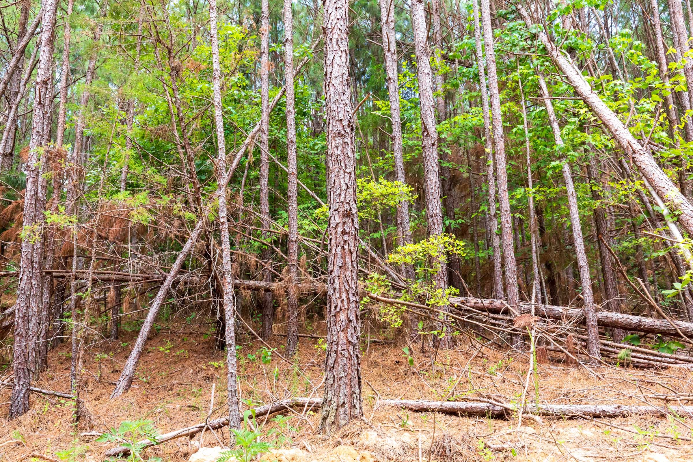 Whiskey Ridge Tract 100 photo 11