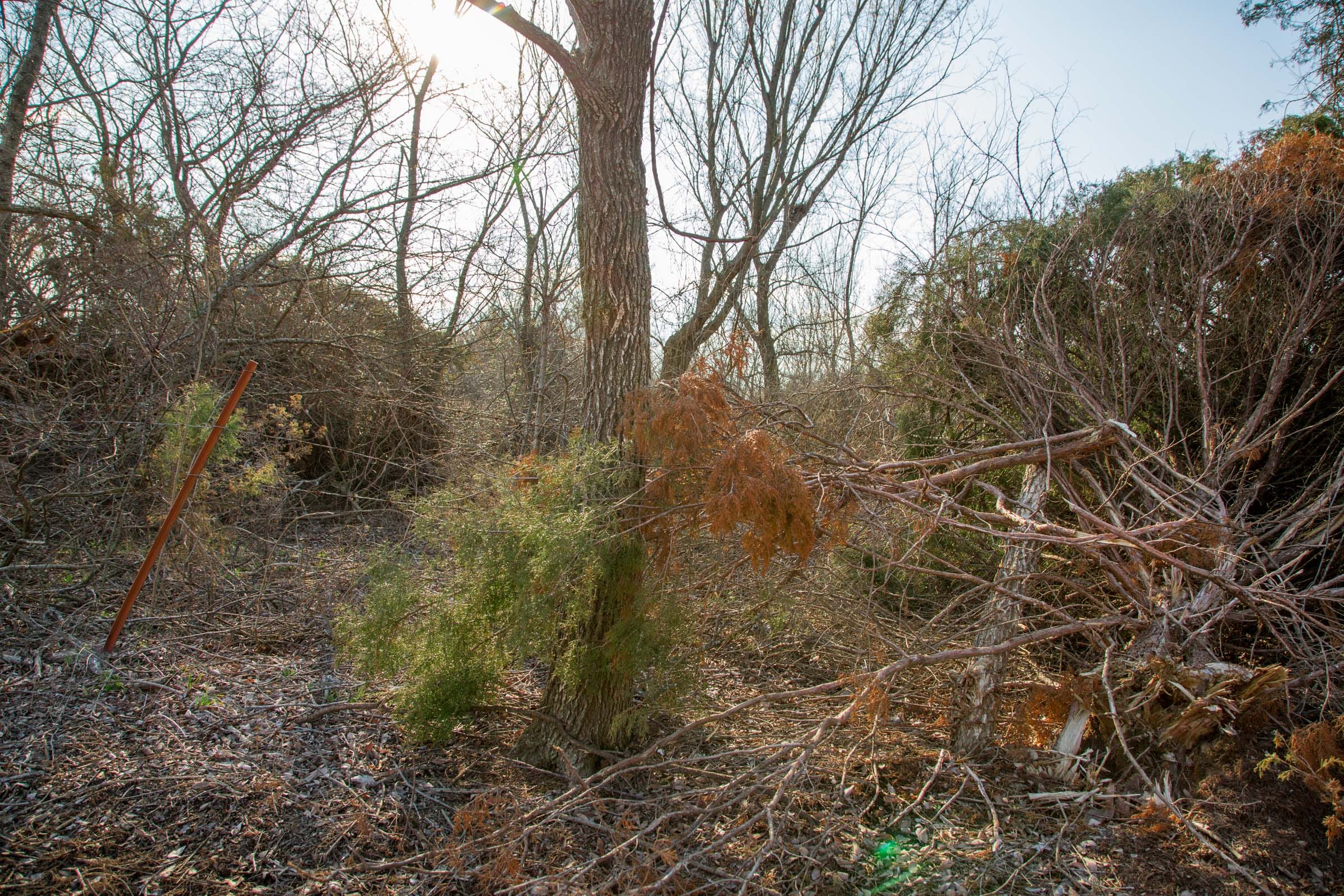 Eufaula Cove Tract 7 photo 3