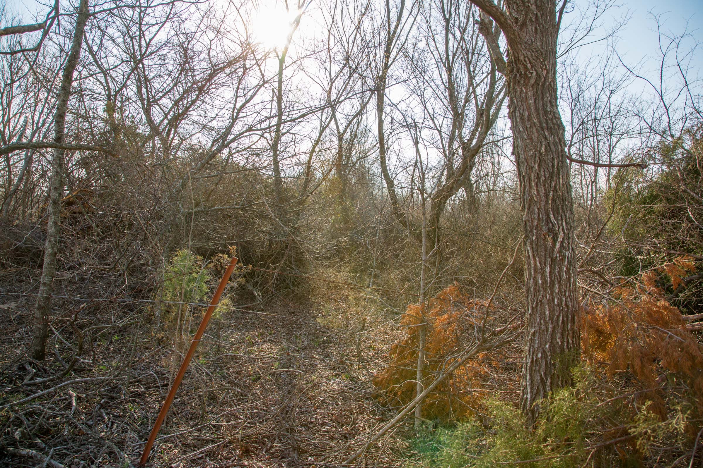 Eufaula Cove Tract 7 photo 4