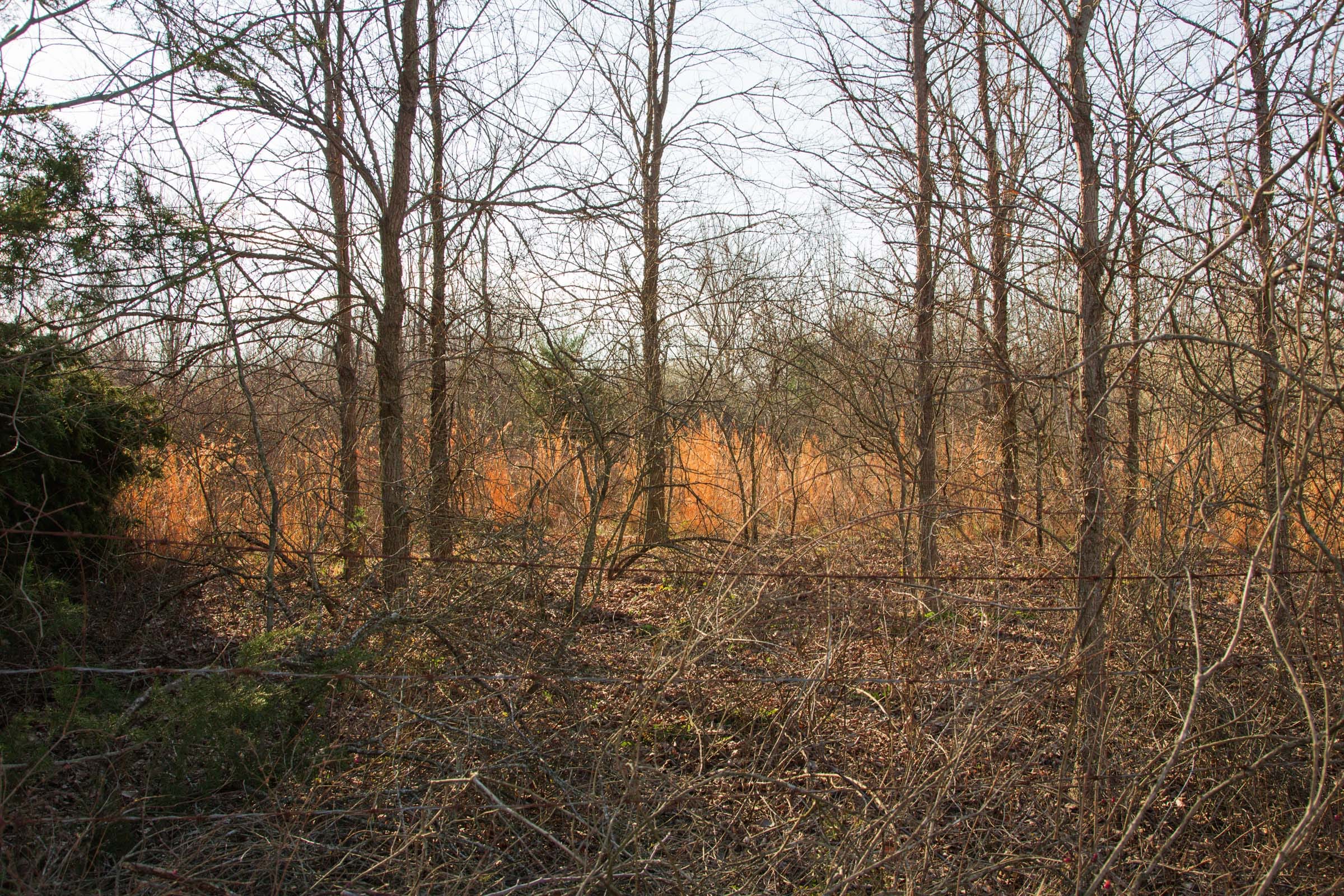 Eufaula Cove Tract 7 photo 5