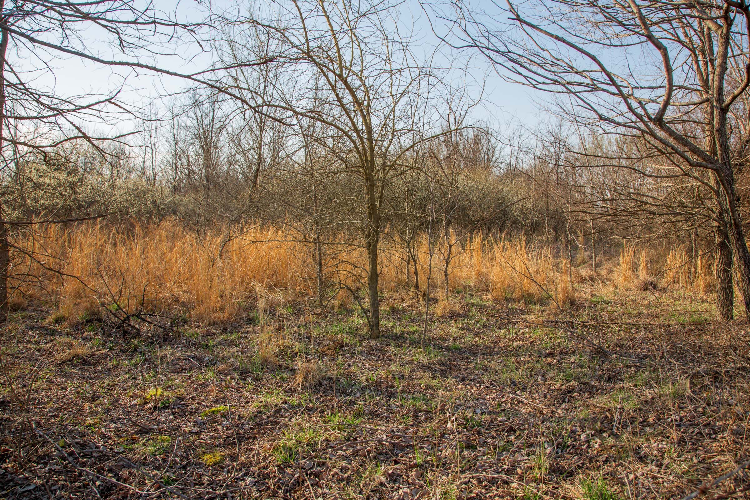 Eufaula Cove Tract 7 photo 7