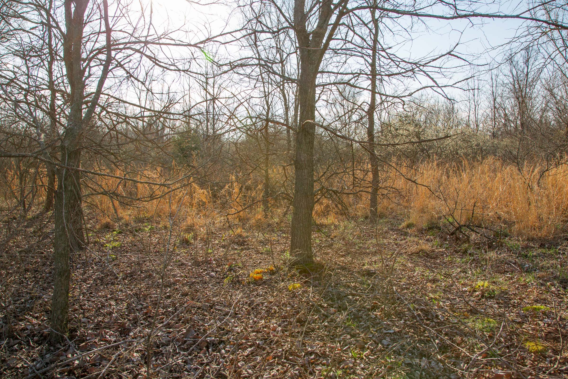 Eufaula Cove Tract 7 photo 8