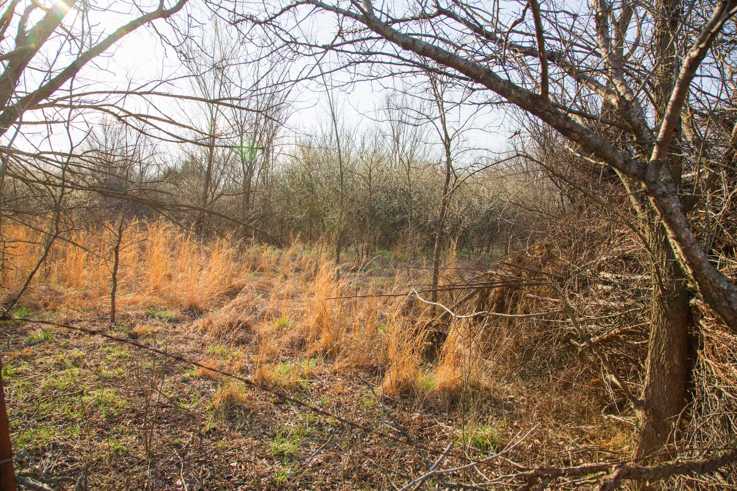 Eufaula Cove Tract 7 photo 9
