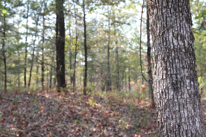 Lake View Ranch Tract 19 photo 2