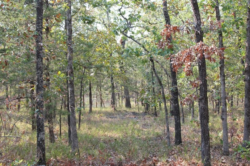 Lake View Ranch Tract 19 photo 4