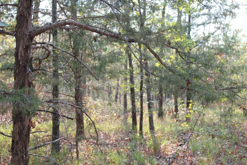Lake View Ranch Tract 19 photo 5