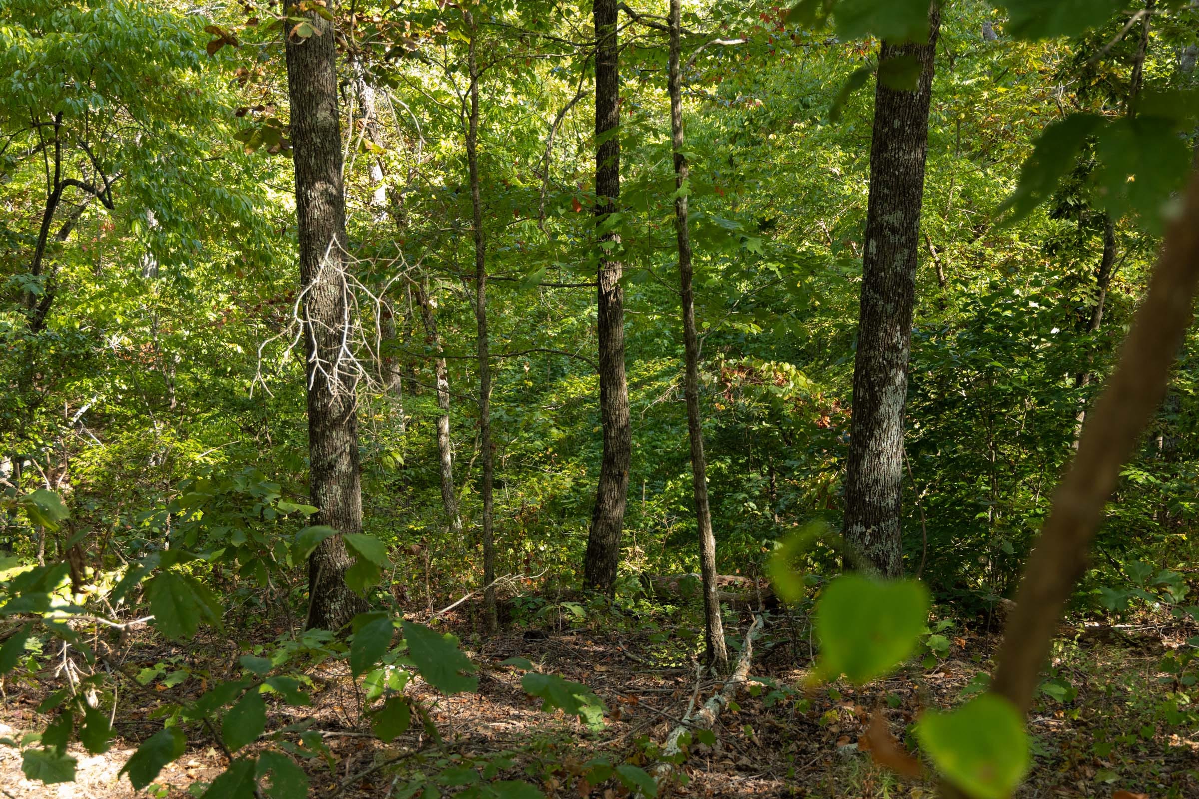 Big White Oak Tract 151 photo 14
