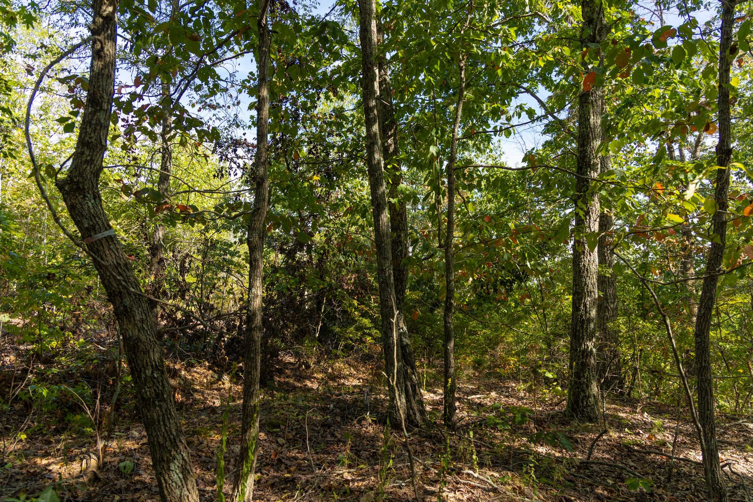 Big White Oak Tract 151 photo 13