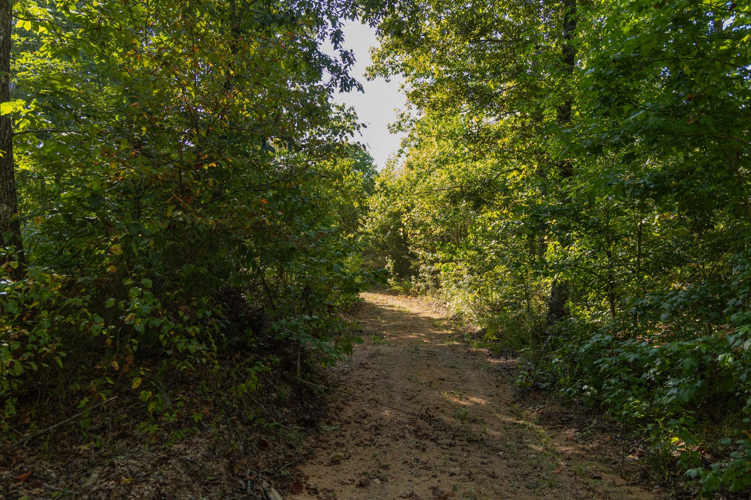 Big White Oak Tract 151 photo 2