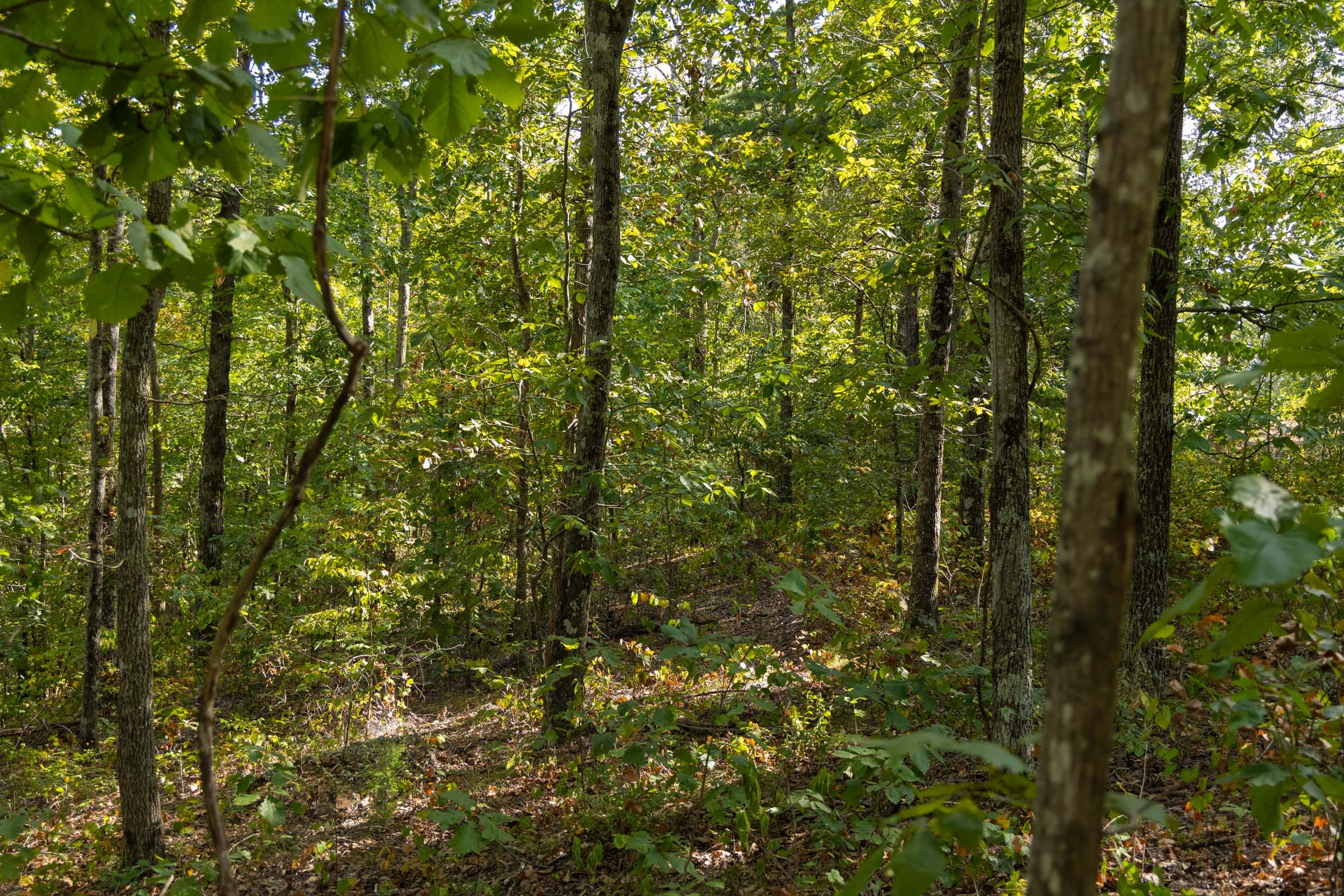 Big White Oak Tract 151 photo 12