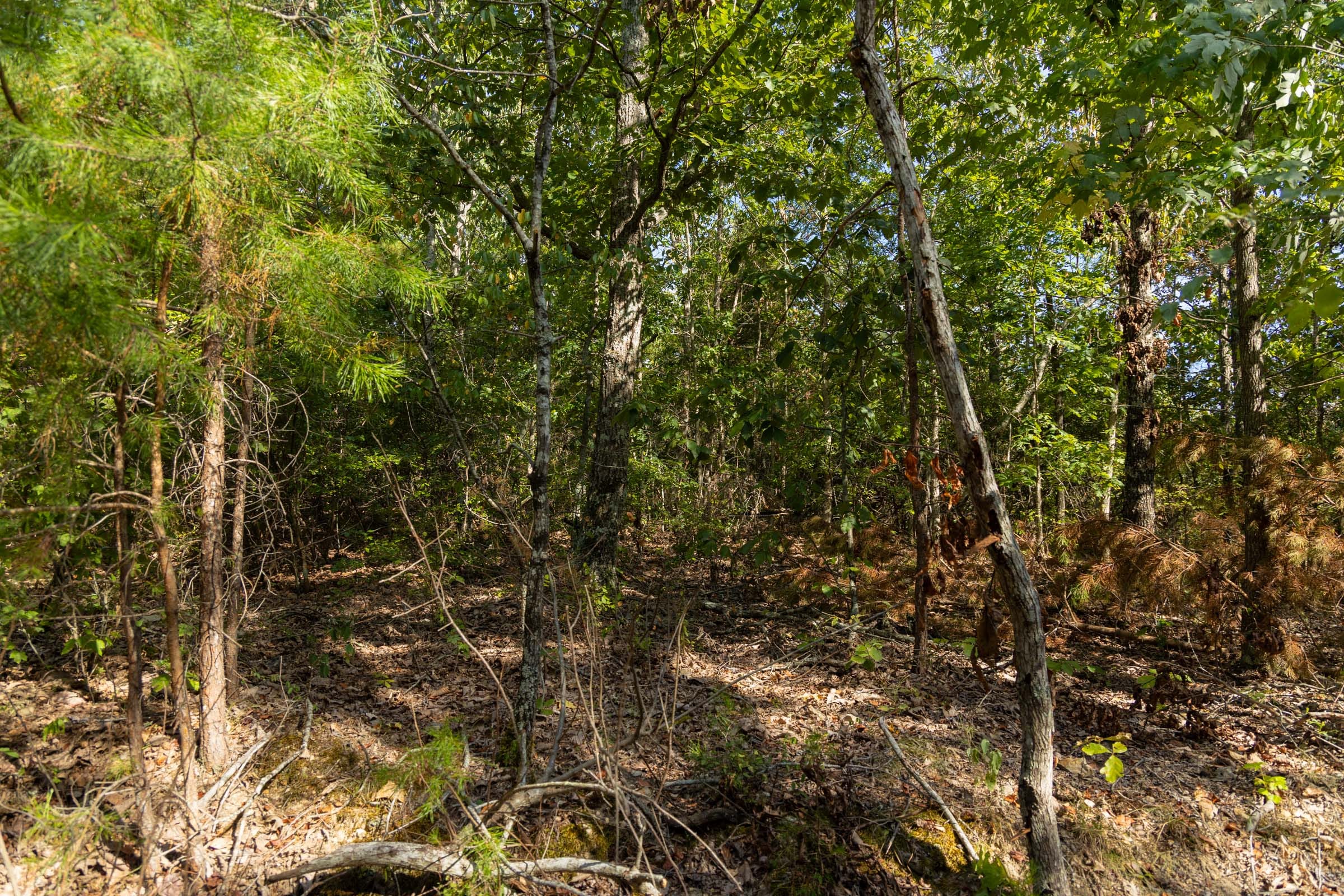 Big White Oak Tract 151 photo 10