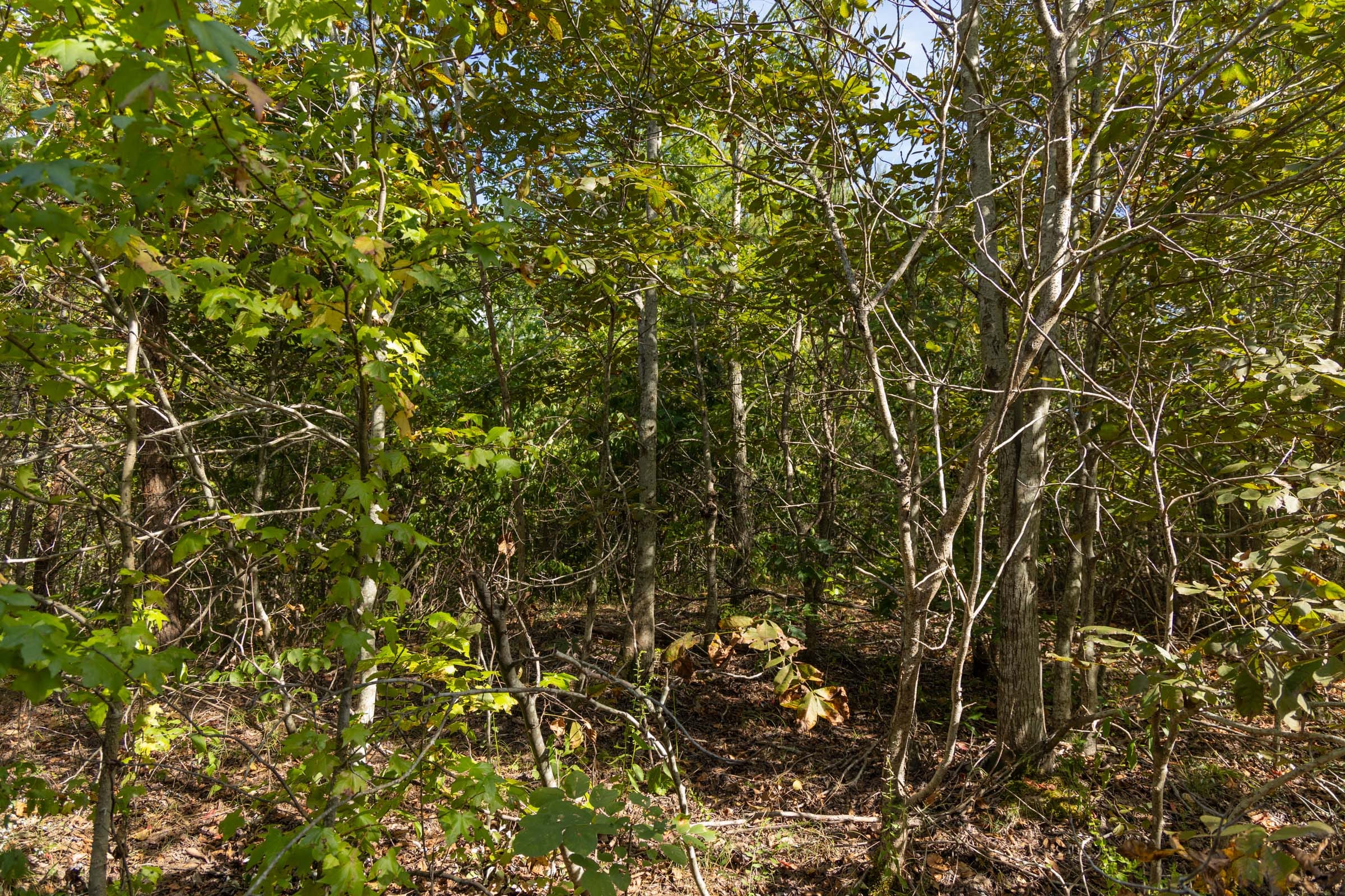 Big White Oak Tract 151 photo 9