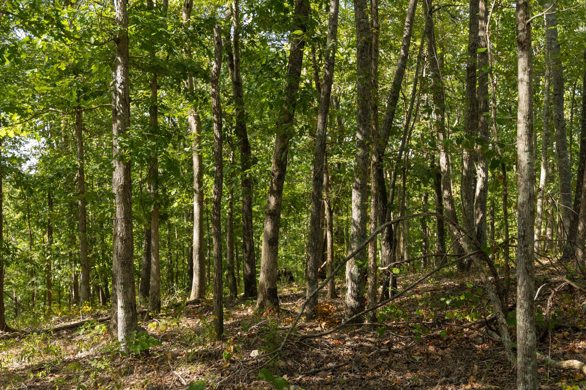 Big White Oak Tract 151 photo 8