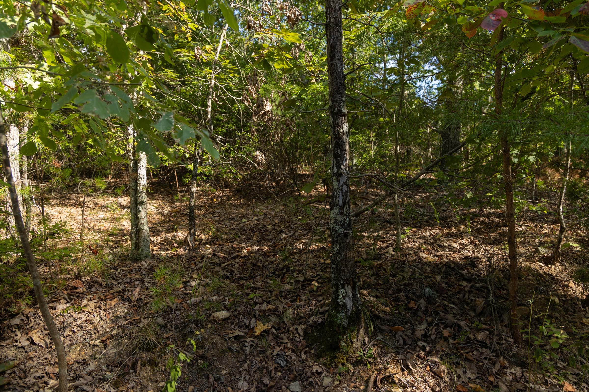 Big White Oak Tract 151 photo 7