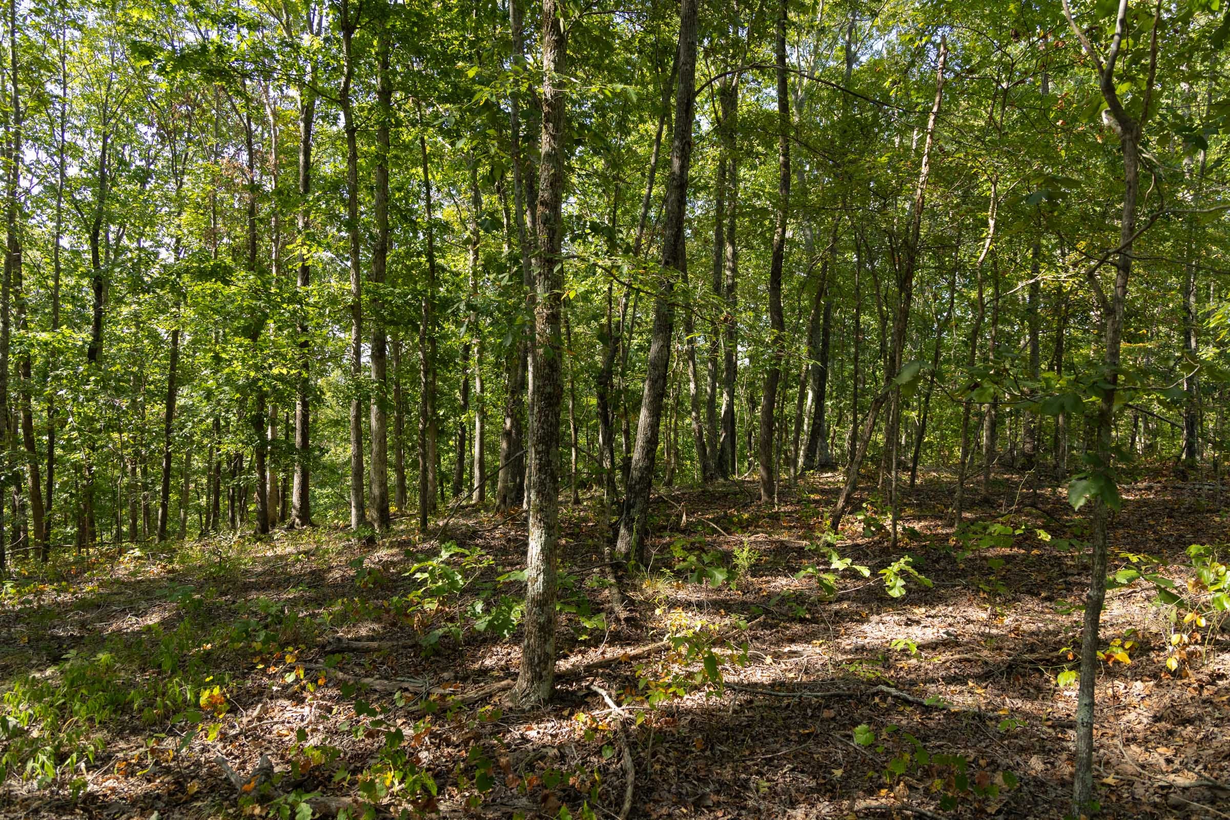 Big White Oak Tract 151 photo 6