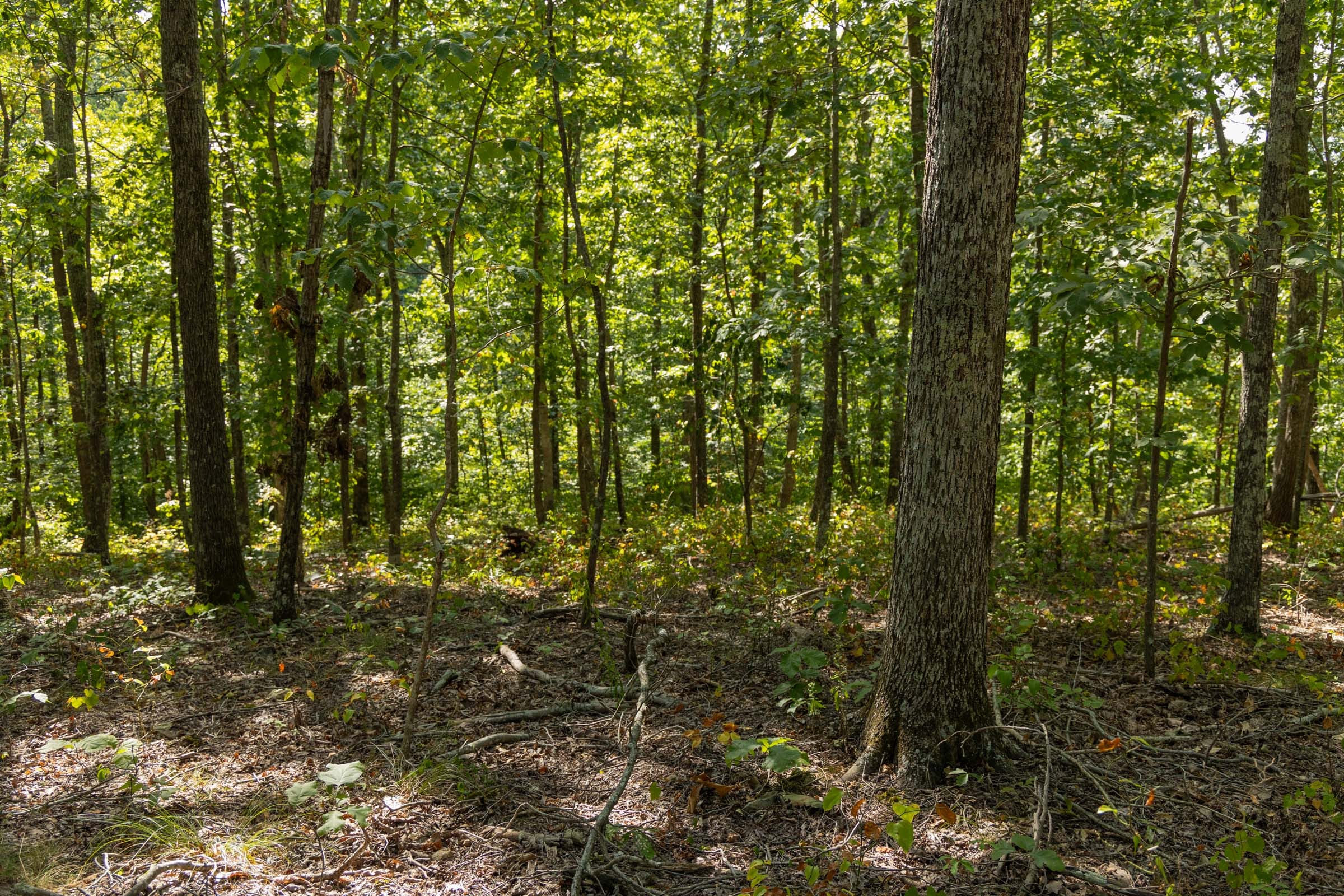 Big White Oak Tract 151 photo 5