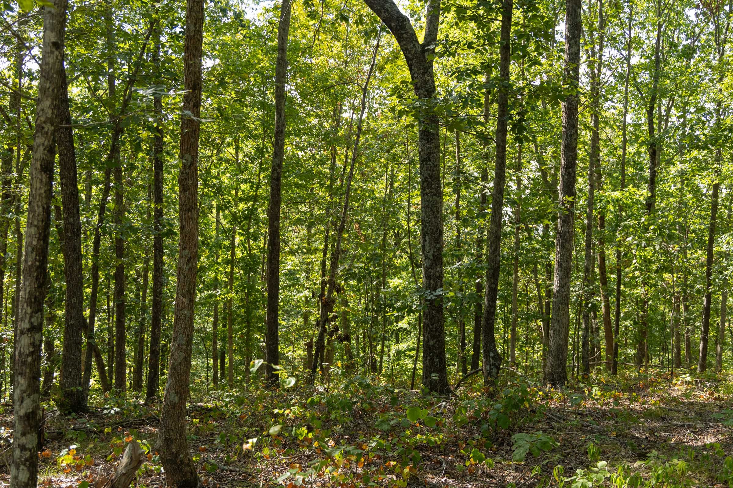 Big White Oak Tract 151 photo 4