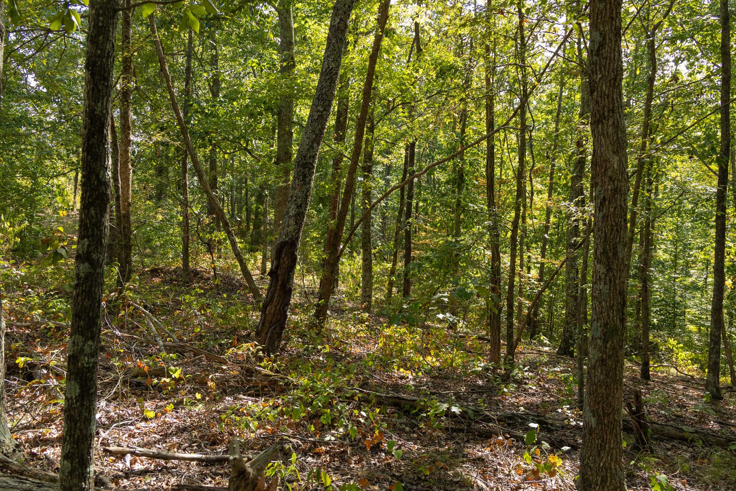 Big White Oak Tract 151 photo 3