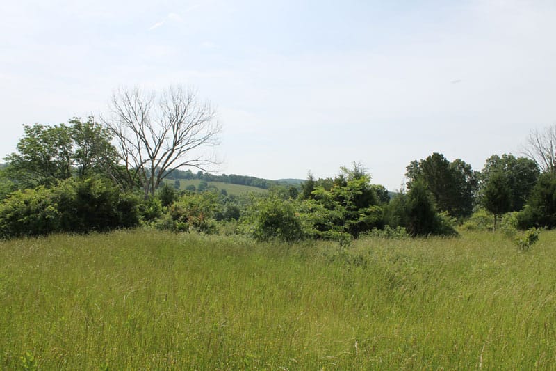 Cedar Ridge Ranch Tract 8 photo 3