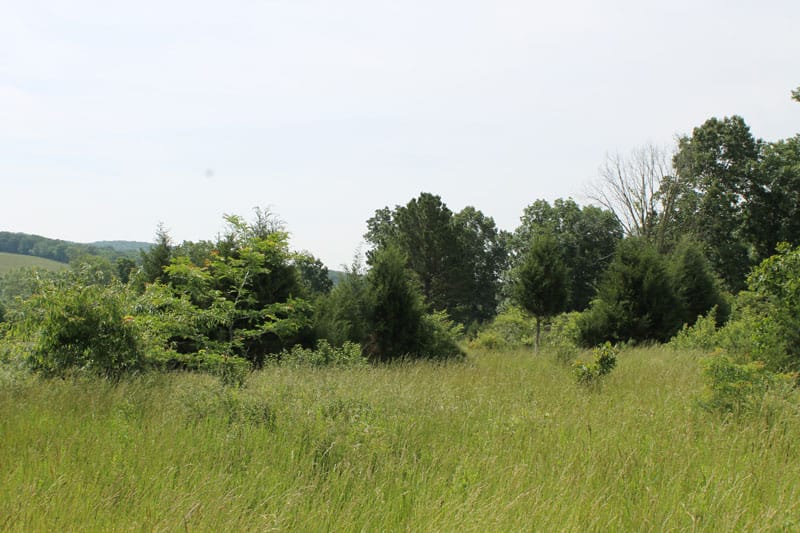 Cedar Ridge Ranch Tract 8 photo 5