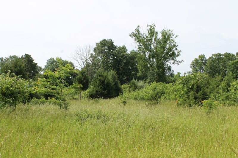 Cedar Ridge Ranch Tract 8 photo 6