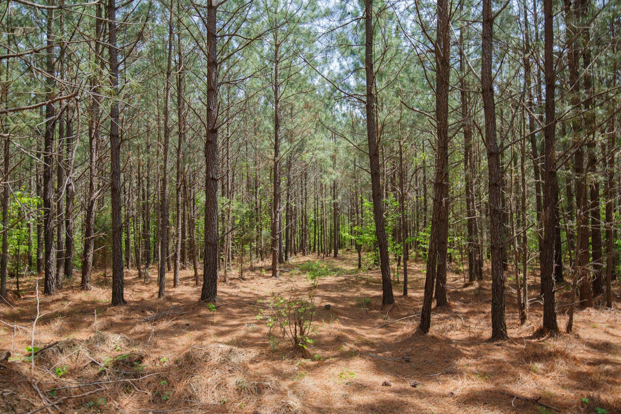 Red Barn Ranch Tract 58 photo 2