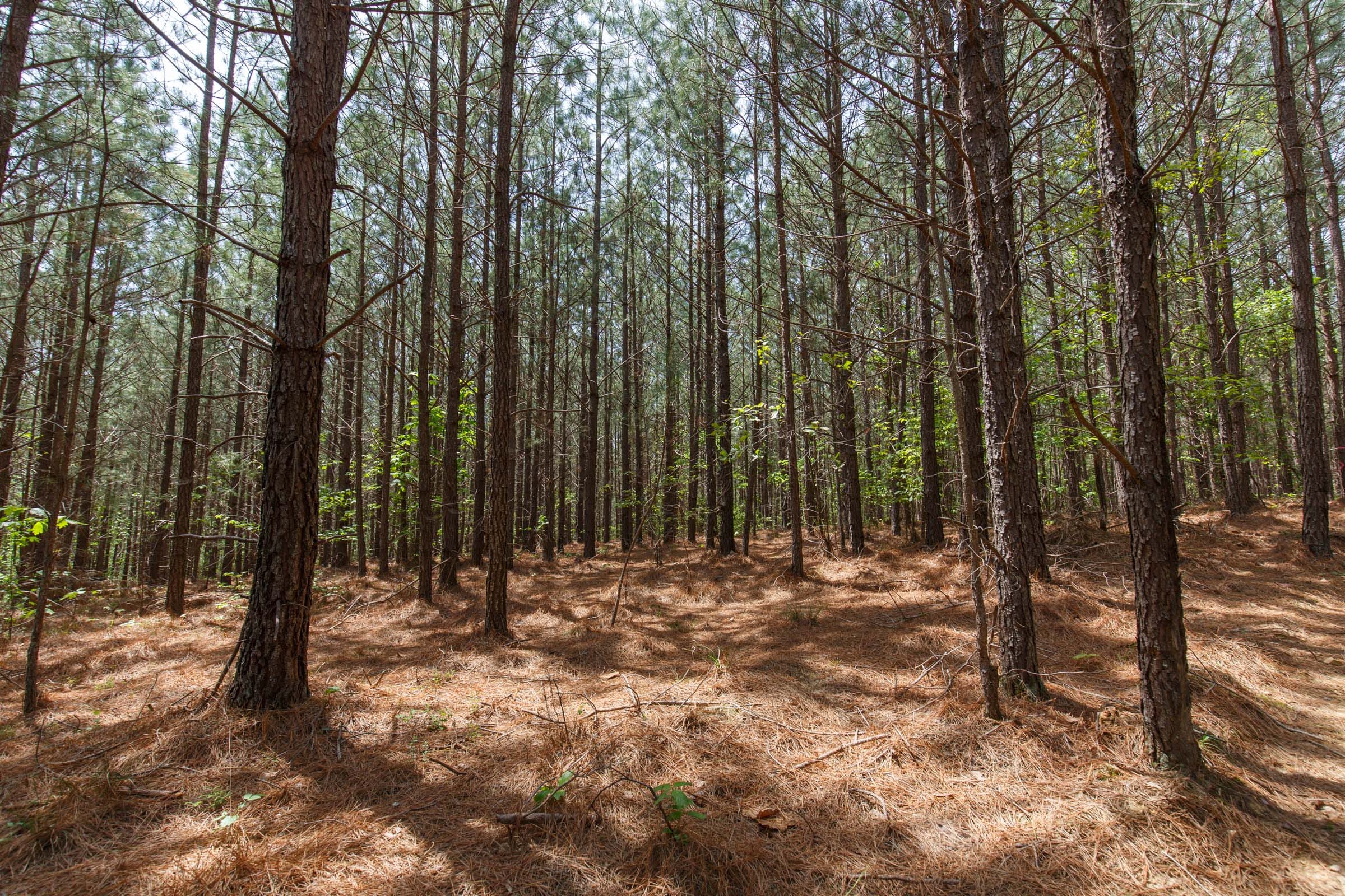 Red Barn Ranch Tract 58 photo 3