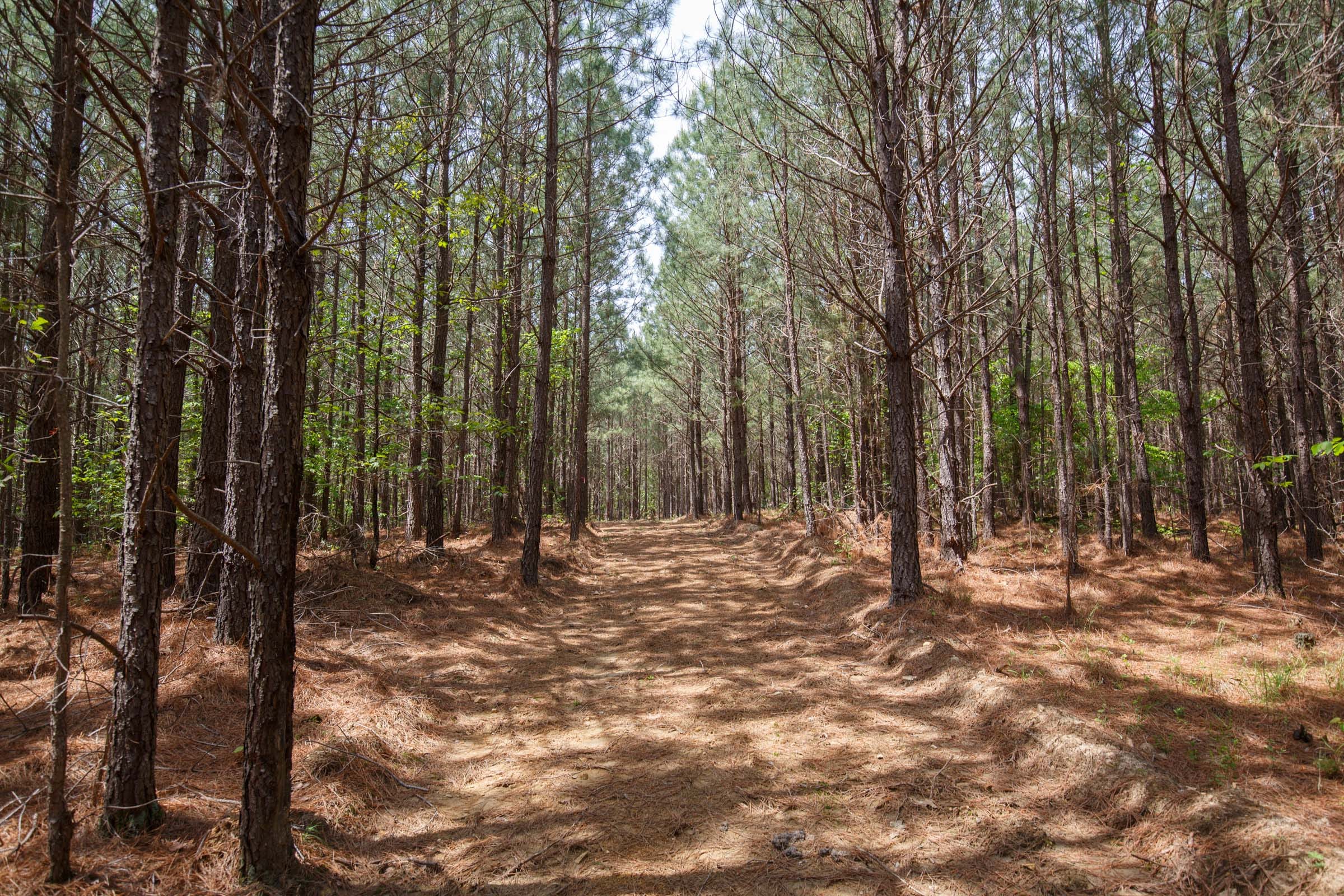 Red Barn Ranch Tract 58 photo 5